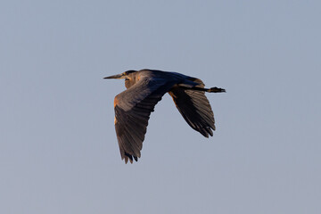 Great blue heron in beautiful light, seen in the wild in South Oregon