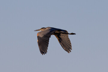 Great blue heron in beautiful light, seen in the wild in South Oregon
