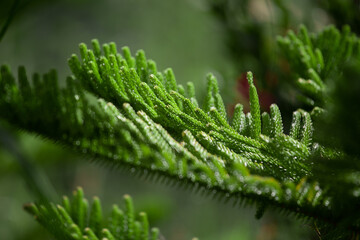 Close-up Norfolk Island pine (Araucaria heterophylla) green leaves and blue sky background.