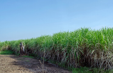Fototapeta na wymiar sugar cane field, sugarcane in the field growing with blue sky