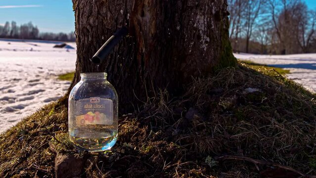 A tapped maple tree with sweet, natural syrup dripping into a glass jar - time lapse