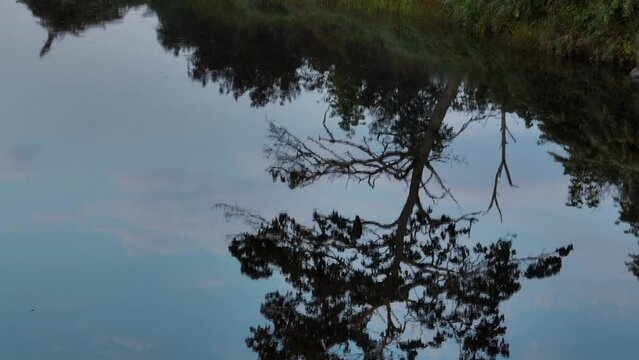 Reflection of douglas fir tree in river tilt up Great Black Hawk perched on a branch