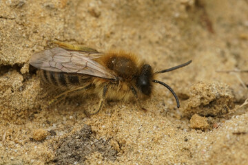 Closeup on a male Cellophane solitary bee, Colletes cunicularius sitting on the ground - obrazy, fototapety, plakaty