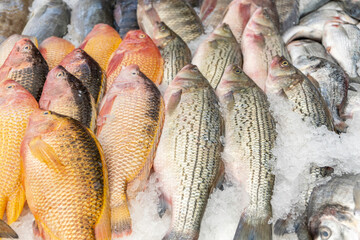 Freshly caught fish. Fish market.