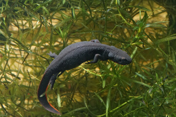 Closeup on an aquatic small Chinese firebellied newt, Cynops orientalis
