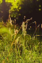 Fresh green grass Ears of rice in the light of dusk gusty wind plays with green grass. Natural...