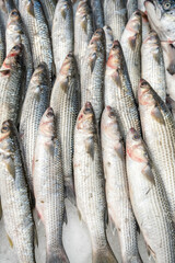 Freshly caught gray mullet. Fish market.