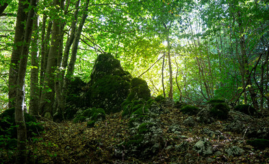 tree and rocks on mountain  in Matese Park