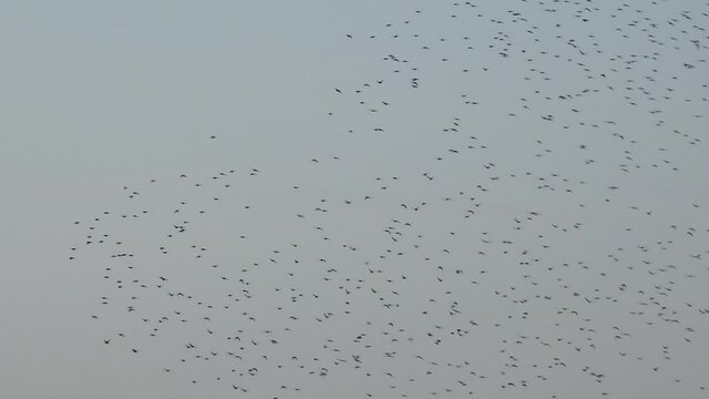 Large flock of birds flying in the evening light in murmuration as starlings fly England UK 4K