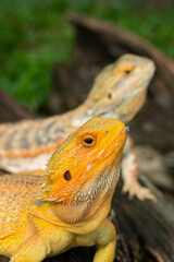 bearded dragon on ground with blur background