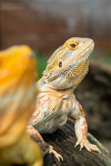 bearded dragon on ground with blur background