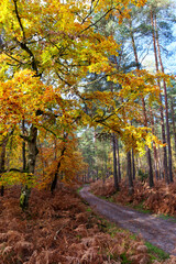 Forest path in the Gorges of houx. Fontainebleau forest