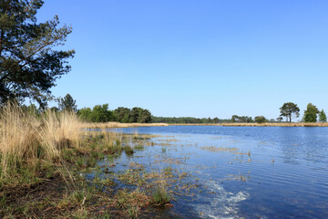fen in the cross border park the Zoom and Kalmthout heath in Belgium, the Netherlands