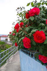 Red roses are in full bloom on the blue brick wall.