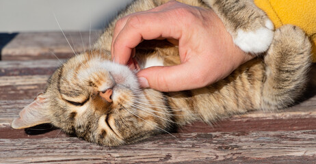 a woman's hand strokes a cat