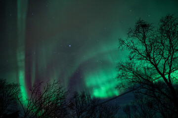 Naklejka premium aurora over the forest
