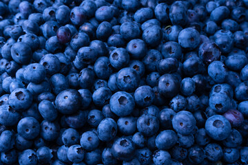 Fresh blueberry background. Texture blueberry berries close up.