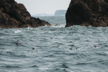 Aerial view of puffin birds swimming in sea