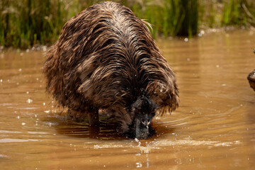 Emu (Dromaius novaehollandiae) at the waterhole on a hot Australian day keeping cool..	
