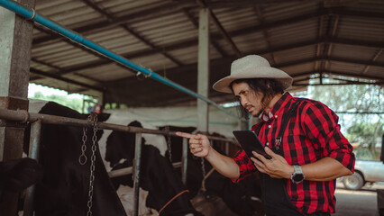 Fototapeta premium male farmer using tablet for checking on his livestock and quality of milk in the dairy farm .Agriculture industry, farming and animal husbandry concept ,Cow on dairy farm eating hay,Cowshed.
