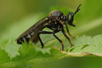 Closeup on a violet black-legged robber fly, Dioctria atricapilla sitting on a green leaf