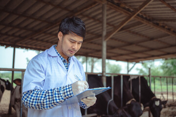 Veterinarian checking on his livestock and quality of milk in the dairy farm .Agriculture industry,...