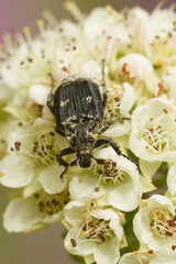 Closeup on a brown scarab beetle, Valgus hemipterus, sitting on white Blackthorn flowers