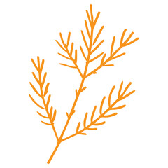 Pine leaf in minimalist boho and vintage hand drawn illustration for design element.	