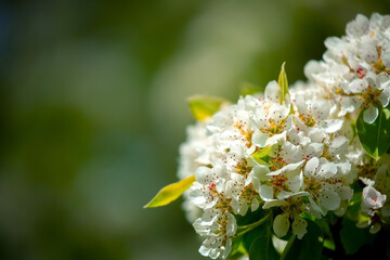 White flowers bloom in the trees. Spring landscape with blooming sakura tree. Beautiful blooming garden on a sunny day. Copy space for text.