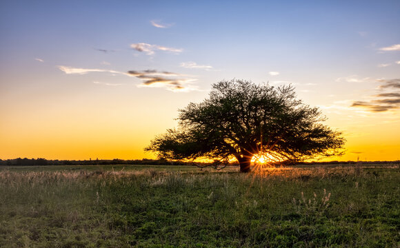 Calden at sunset, typical tree of La Pampa region in Argentina - Prosopis Caldenia