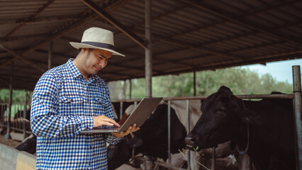  male farmer using laptop checking on his livestock and quality of milk in the dairy farm...