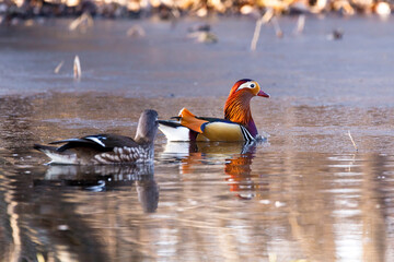 Red book mandarin ducks swim in the pond at dawn. Beautiful multi-colored ducks splash in the early...