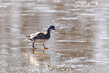 Red book mandarin ducks swim in the pond at dawn. Beautiful multi-colored ducks splash in the early spring in the lake.