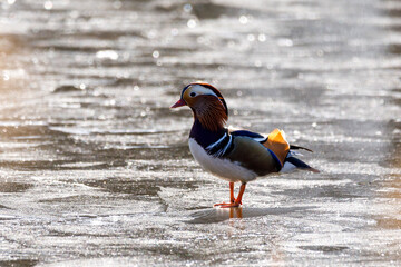 Red book mandarin ducks swim in the pond at dawn. Beautiful multi-colored ducks splash in the early spring in the lake.