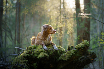 the dog lies on a stump. nova scotia duck tolling retriever in forest 