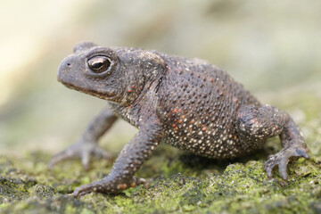 Closeup on a juvenile European common toad, Bufo bufo sitting in the garden