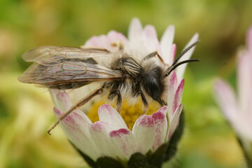 Natural closeup on a male grey mining bee, Andrena vaga sitting on a white flower