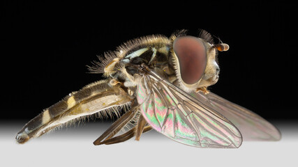 Macro photo of a hover fly viewed side-on