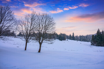 Fototapeta na wymiar trees on the snow covered meadow. beautiful winter scenery in carpathian mountains at dusk