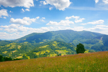 Fototapeta na wymiar grassy meadows in carpathian mountains. stunning countryside scenery in summer. fluffy clouds on the sky on a warm sunny day