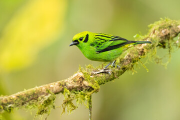 Emerald tanager (Tangara florida) is a species of bird in the tanager family Thraupidae. It is found in Colombia, Costa Rica, Ecuador, and Panama.