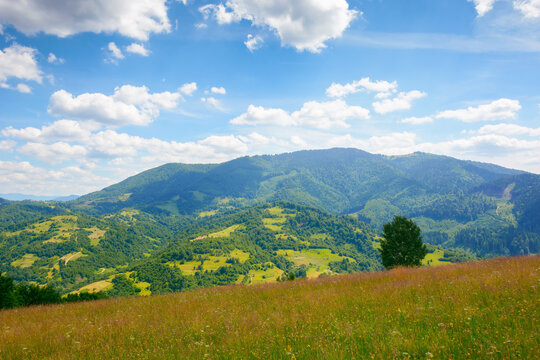 grassy meadows in carpathian mountains. stunning countryside scenery in summer. fluffy clouds on the sky on a warm sunny day