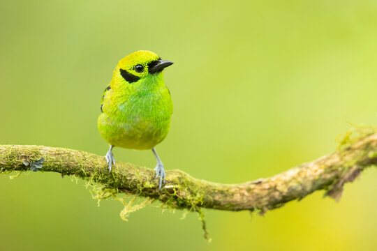 Emerald tanager (Tangara florida) is a species of bird in the tanager family Thraupidae. It is found in Colombia, Costa Rica, Ecuador, and Panama.