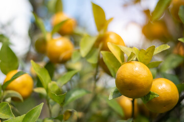 Medium shot of ripe orange fruit blur background in the morning