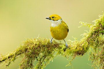 Silver-throated tanager (Tangara icterocephala) is a species of passerine bird in the tanager family Thraupidae. It is found in Costa Rica, Panama, Colombia, Ecuador