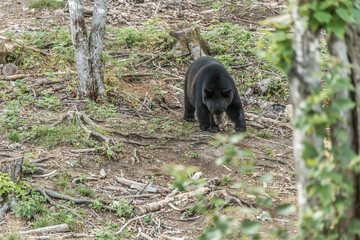 Wild Black Bear walks in forests of Acadieville National Park, New Brunswick Kouchibouguac River Canada