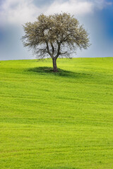 Fototapeta na wymiar Typical landscape, solitary tree on rolling green hills in spring in the Val d'Orcia in Tuscany, Italy.