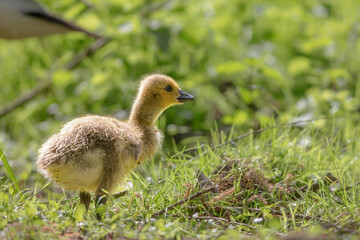 Gosling in spring in the nature protection area Moenchbruch near Frankfurt, Germany.