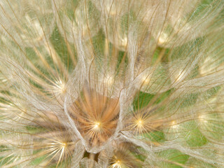 Obraz premium Abstract natural dandelion flower macro background, soft focus. Abstract macro photo of dandelion seeds