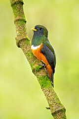 Collared trogon (Trogon collaris) is a near passerine bird in family Trogonidae, the quetzals and trogons. It is found in Mexico, throughout Central America, and in northern South America